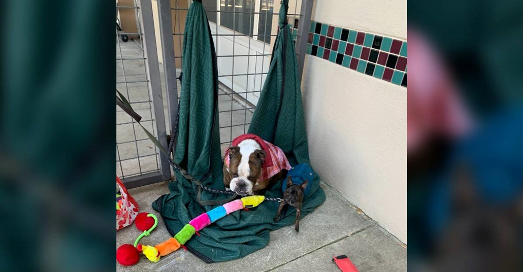 The Dignity of Atlas: The Working Dog Left at the Gate