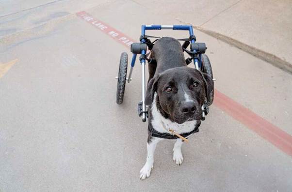 Dyson’s Journey: The Dog on Wheels Who’s Still Waiting for His Forever Family