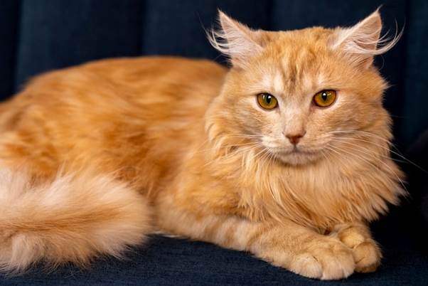 Woman Has Touching Reunion With Cat Who’d Been Missing For Years