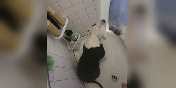 Loyal Dog Follows Her Pregnant Mom Everywhere — Even Into the Shower
