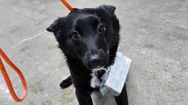 Shoppers Discover Abandoned Dog In Parking Lot With Heartbreaking Note
