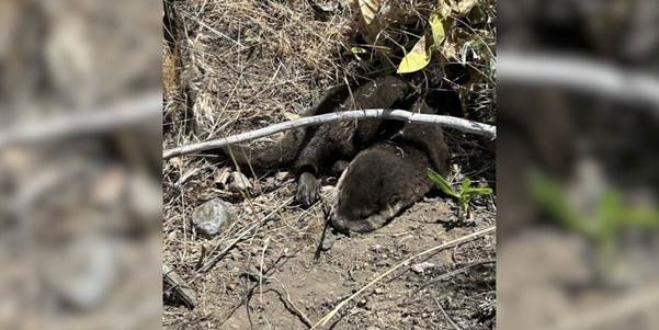 Park Ranger’s Sharp Eye Saves Two Orphaned Otter Pups