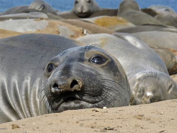Hidden in Plain Sight: The Seal Who Disappeared Into the Rocks