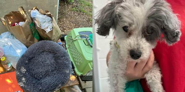 Senior Dog Abandoned With All Her Belongings And A Note Asking For Her Death