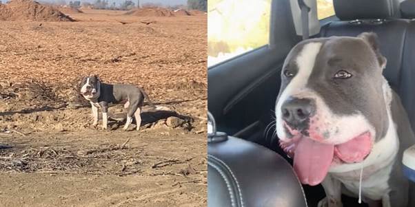 Woman Spots Dog With Swollen Face And Saves His Life