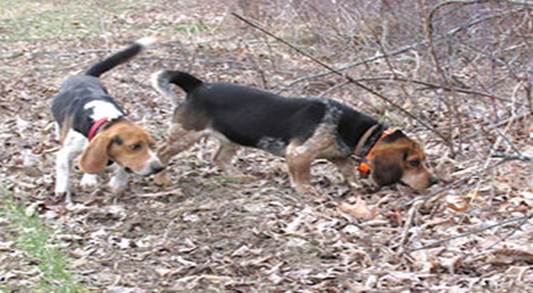 Jeffrey’s Second Chance: The Beagle Who Just Wanted Love
