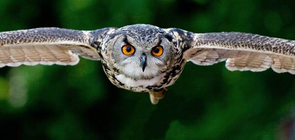 Rescued From the Water: Injured Great Horned Owl Gets a Second Chance at Freedom