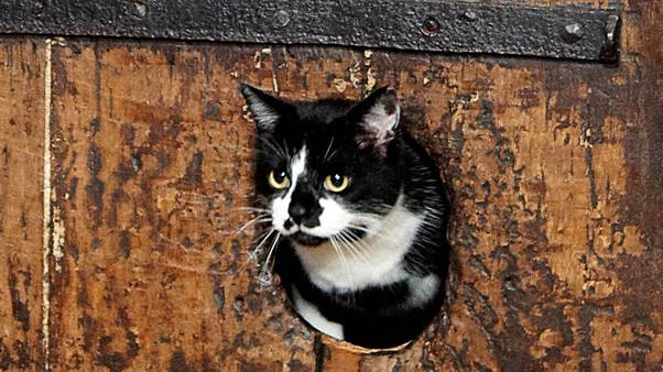 The World’s Oldest Pet Door Still Welcomes Cats After 400 Years