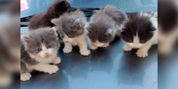 From Car Hood to Cozy Home: The Rescue of Six Stray Kittens and Their Loving Mom