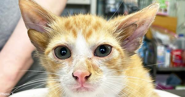 Meet Audio: The Four-Eared Kitten Who Captured Everyone’s Heart