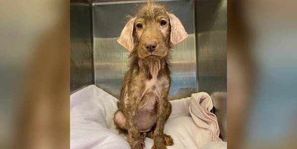 From Hairless and Fragile to Fluffy and Thriving: Winnie’s Remarkable Journey