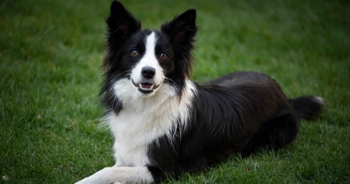 Echo the Lifesaving Dog Who Protects His Mom Every Day