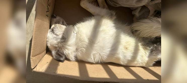 From “Dead” in a Box to a Second Chance at Life