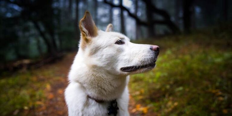 Deaf Dog Cleo Attends 30 Adoption Events But Still Waits For Love