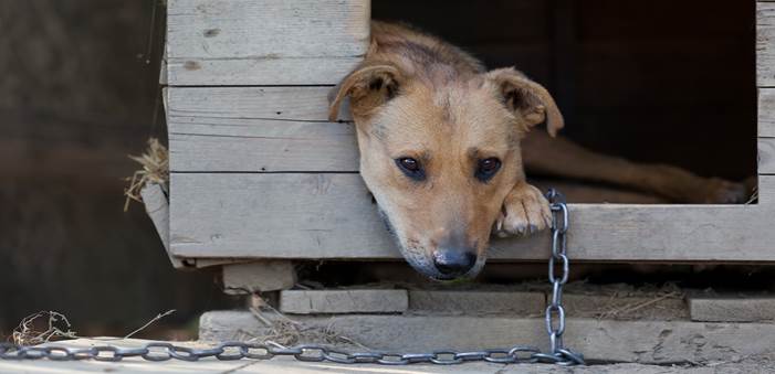From Chains To Cuddles: Beaker The Dog Finally Finds His Freedom