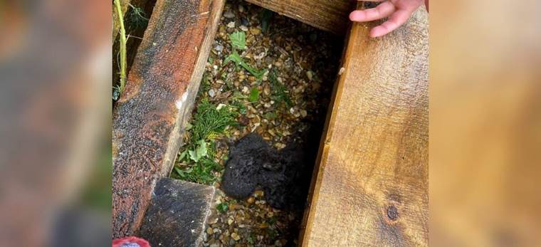 From “Kittens” to Fox Kits: The Unexpected Rescue Beneath a Backyard Deck