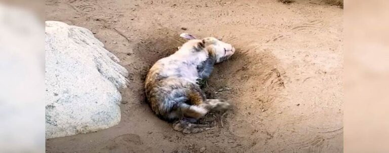 Lonely Rabbit by the Lake Finds Family and Love Beyond Expectations