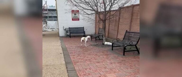 Abandoned Dog Finds Hope After Being Left Tied To A Tree