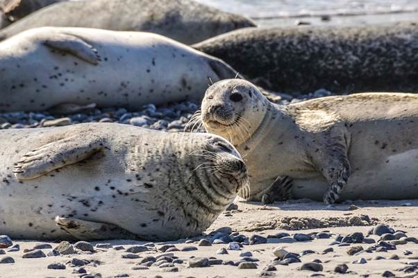 Animal Experts Struggle To Spot A Sick Seal Perfectly Camouflaged Among The Rocks