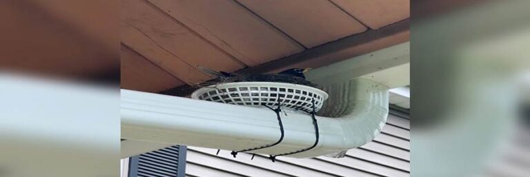 Couple Uses Fry Basket To Help A Determined Robin Build Her Dream Nest And Family