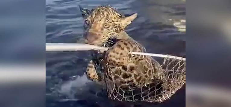 Fishermen Race Boat Back To Shore After Unexpected ‘Catch’