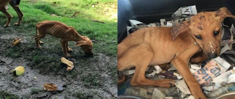 Vacation Turned Rescue Mission: Teen Saves Starving Puppy in Jamaica