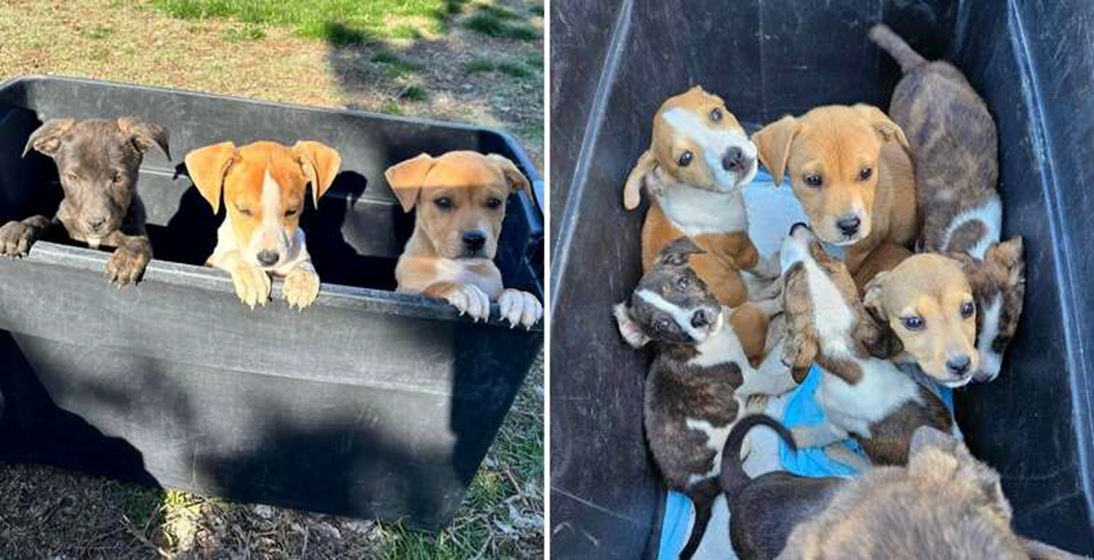 Puppies Abandoned on Mountain Trail Hold Onto Hope Until Rescue Arrives