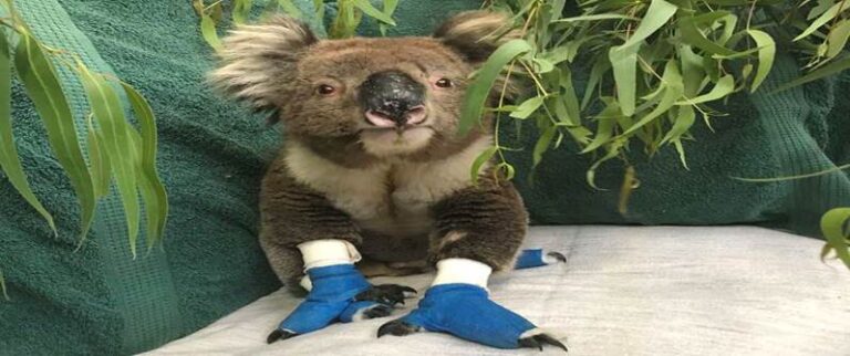 Billy the Koala: A Survivor of the Fires