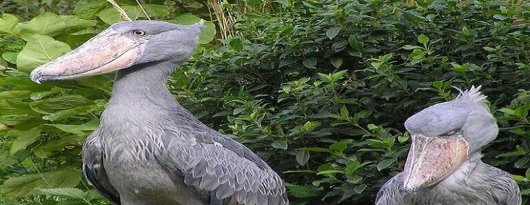 Shoebill Storks: Giant Prehistoric Birds That Seem Too Unreal to Exist