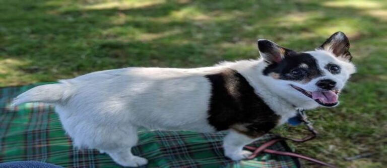 Beloved Dog’s Bed Finds New Life Comforting Neighborhood Feral Cats