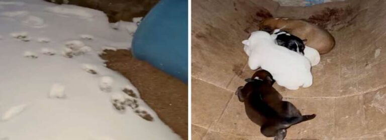 Trail of Hope in the Snow: How a Brave Dog Saved Her Puppies
