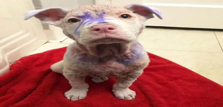A Purple Mystery: The Rescue of a Hairless Puppy Named Prince