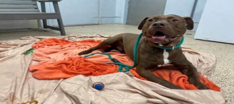 Wally’s Long Wait: The Senior Dog Who Just Wants A Family To Love Him