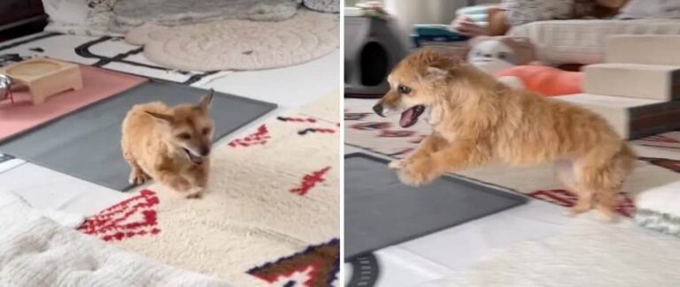 Momo, The Senior Pup Who Still Hops Like a Puppy