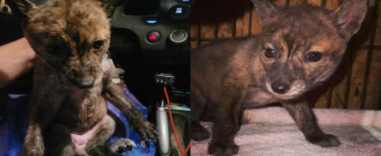 The Mystery Pup in the Rain: Yoti’s Incredible Journey From Confusion to Clarity