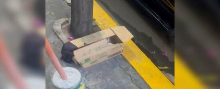 Persistent Cries From a Box: How Two Abandoned Kittens Found Hope Outside a Shop