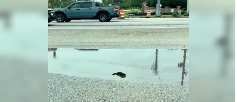 A Mother’s Day Surprise: Kitten Rescued From a Roadside Puddle