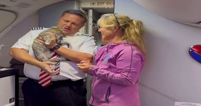 From Storm to Sky: Airline Pilot Adopts Homeless Kitten Mid-Flight