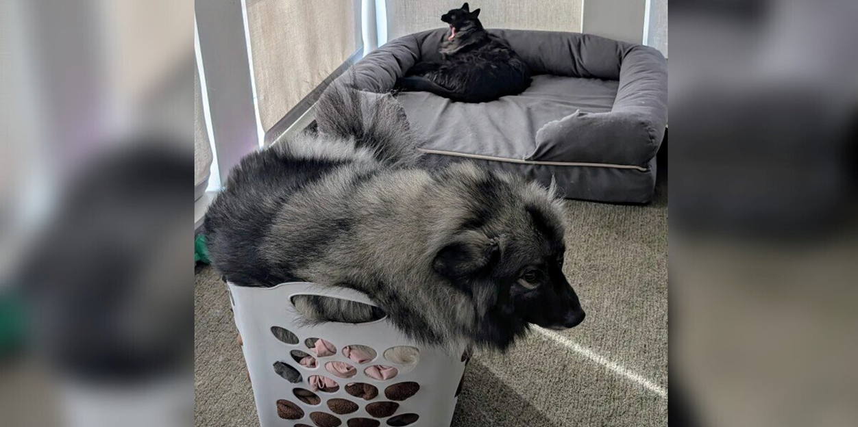 Velcro Pup Bagels Chooses Suitcases Over Beds To Stay Close