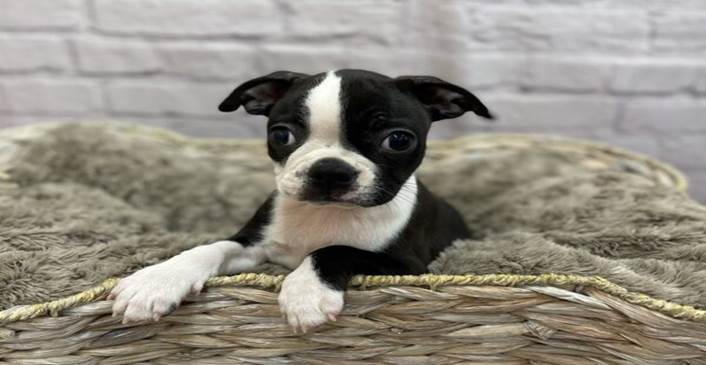 Puppies Waited In A Box Next To A Busy Highway, Hoping Someone Would See Them