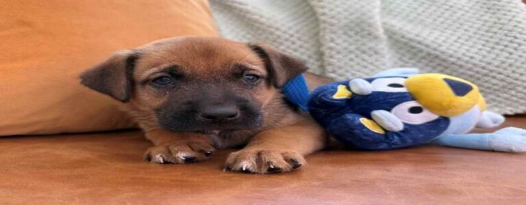 From Landfill Struggles to Loving Arms: A Mother Dog’s Journey to Safety