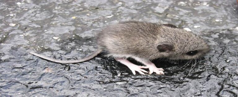 A Rainy Day Encounter With a Devoted Opossum Mom