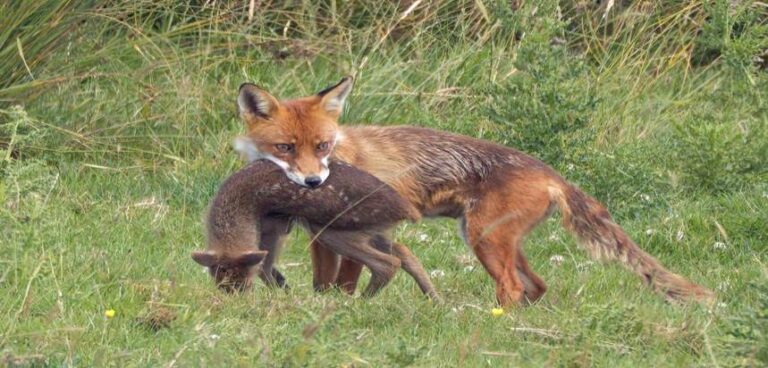 A Rare Friendship: Fox And Deer Caught Playing On Camera