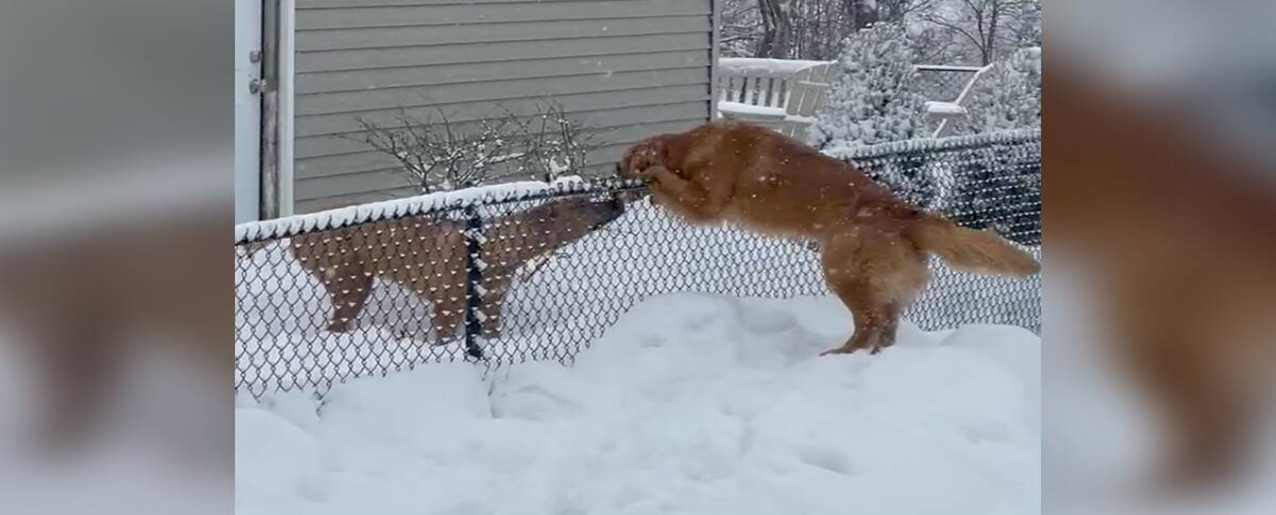 Snowy Path of Friendship: How a Dog Helped Her Best Friend Overcome Fear