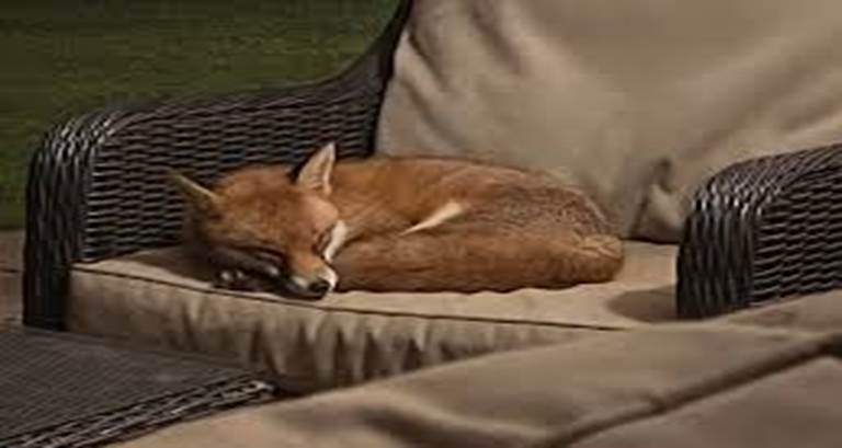 A Wild Guest Finds Comfort in an Unexpected Place