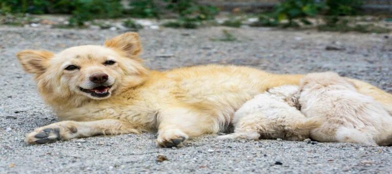 From Construction Zone to Comfort: The Rescue of Savannah the Puppy