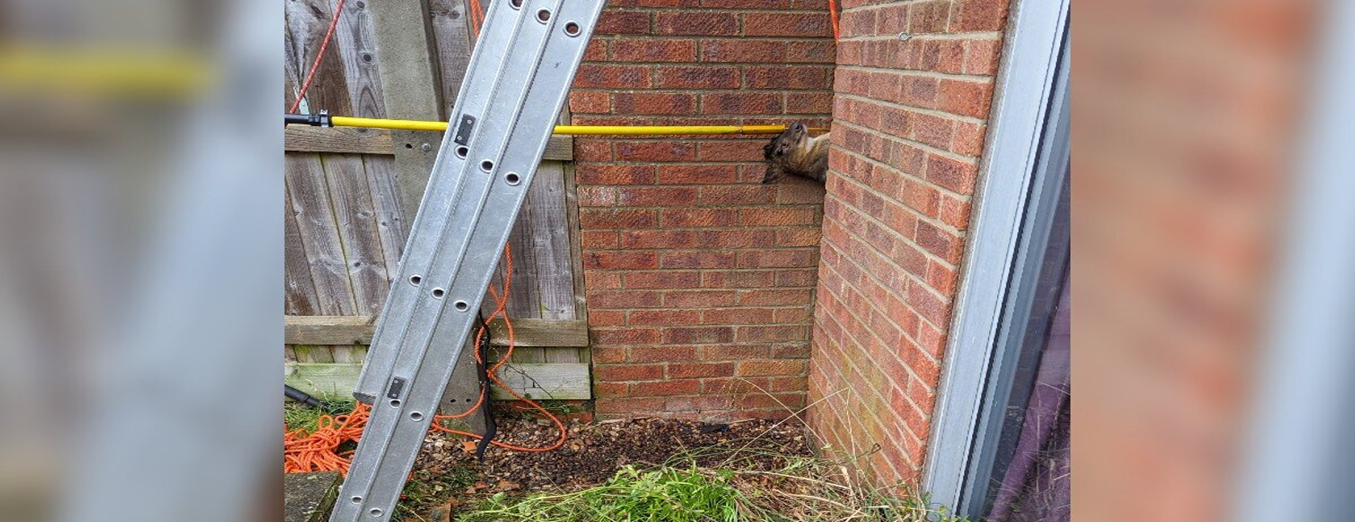Tiny Deer Rescued From Impossible Trap Between Buildings After Passersby Spot His Face