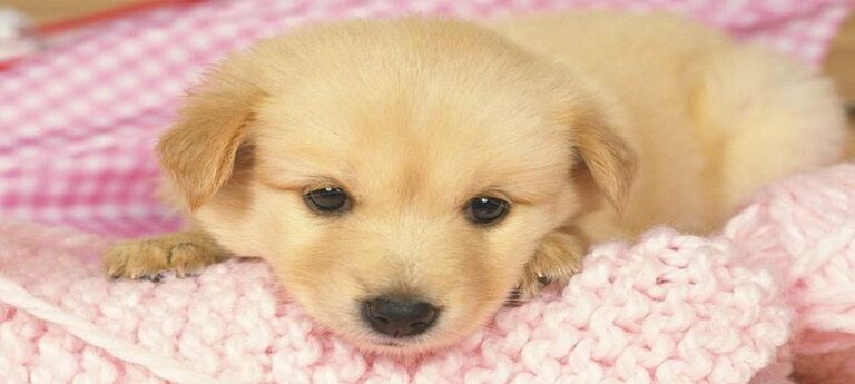 Couple’s Adventure Leads to Heartbreaking Discovery of Starving Puppies in Sicily