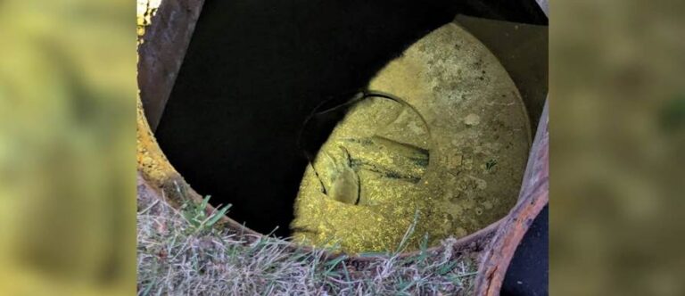 Tiny Fox Cub Rescued From Storm Drain and Reunited With His Anxious Mother