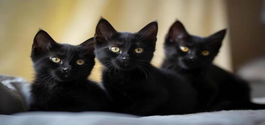 From Paper Bag to Loving Homes: The Rescue of Three Kittens